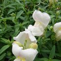 Antirrhinum majus 'Solstice blanc'
